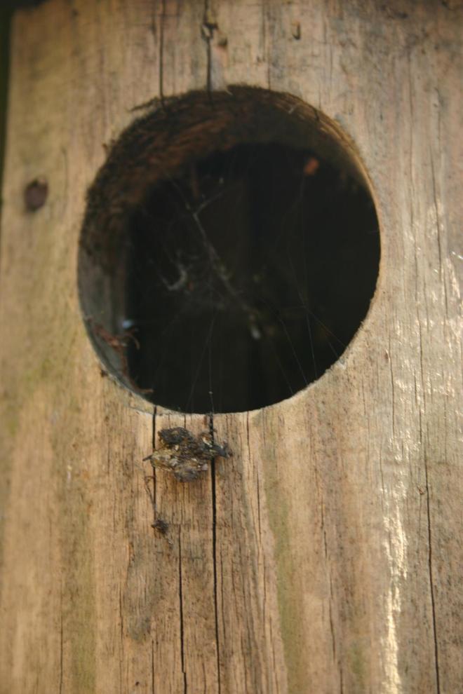 wooden bird house close up